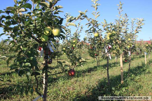 Посадить сад под ключ с автополивом