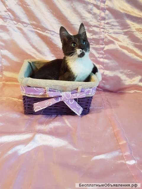 Котенок Шурик в добрые руки