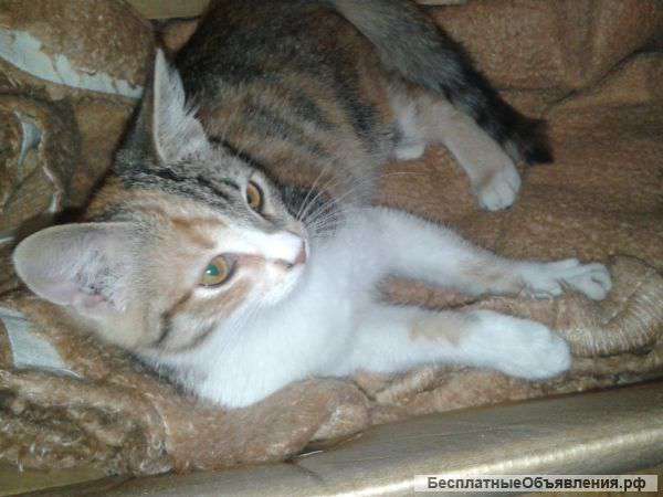 Маленькую кошечку хорошим людям бесплатно