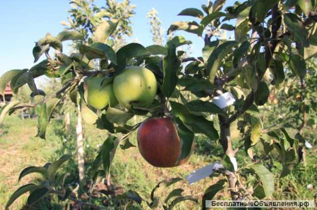 Выращиваем плодовые деревья