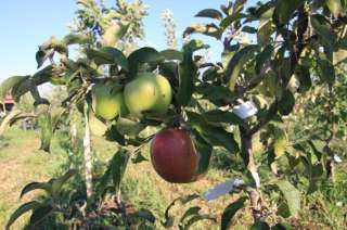 Выращиваем плодовые деревья