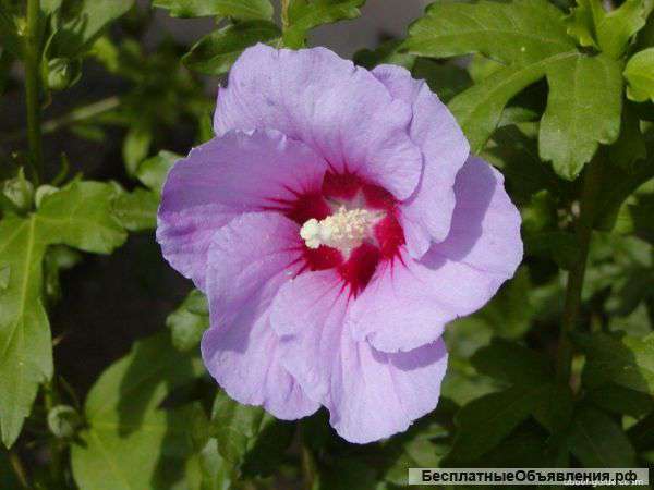 Гибискус,Абутилон