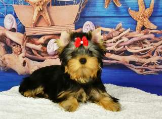 Милый мальчик йоркширского терьера