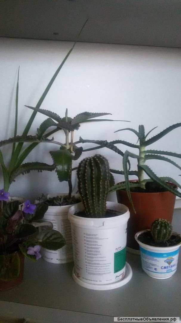 Комнатные цветы