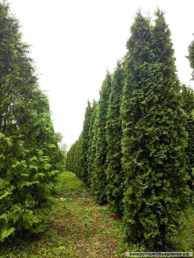 Туи. Смарагд. Брабант. Живая Изгородь