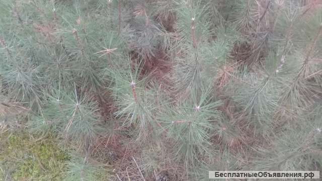Саженцы сосны