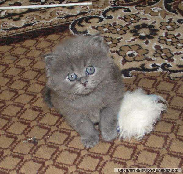 Британский котенок