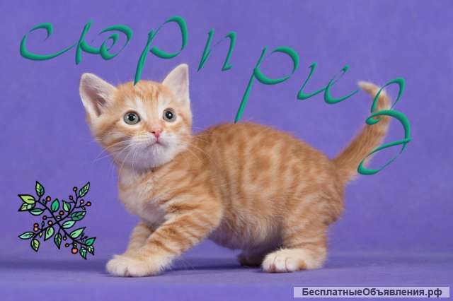 Маленькие котята в добрые руки