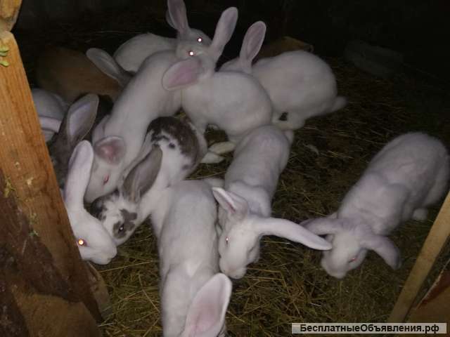 Кролики породы бараны и полубараны