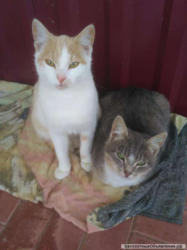 Кото-дети ищут дом