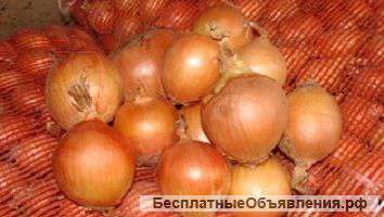 25 тн. многозачаткового лука Узбекский Караталь