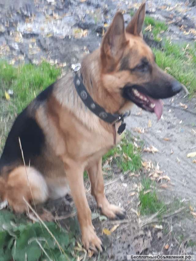 Вязка немецкой овчарки (кобель)