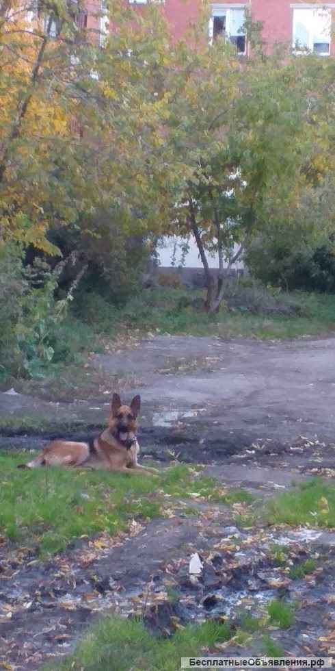 Вязка немецкой овчарки (кобель)