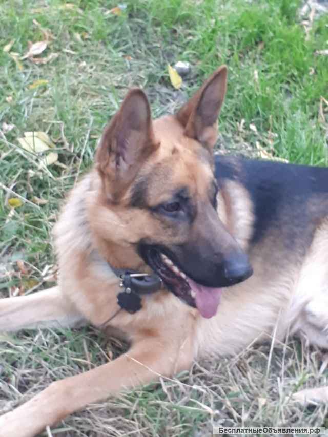 Вязка немецкой овчарки (кобель)