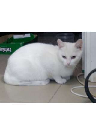 Очаровательная Белоснежка в добрые руки