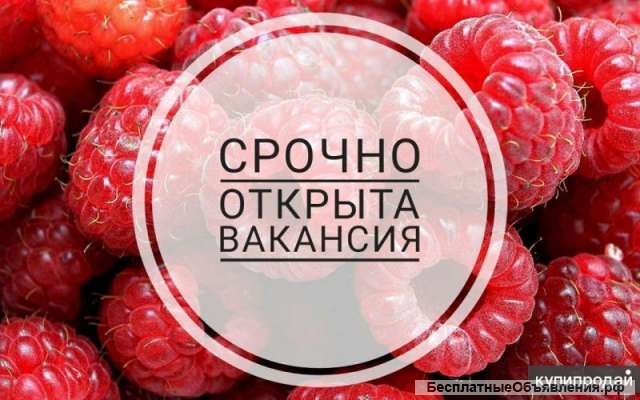 Официант, кассир-бариста