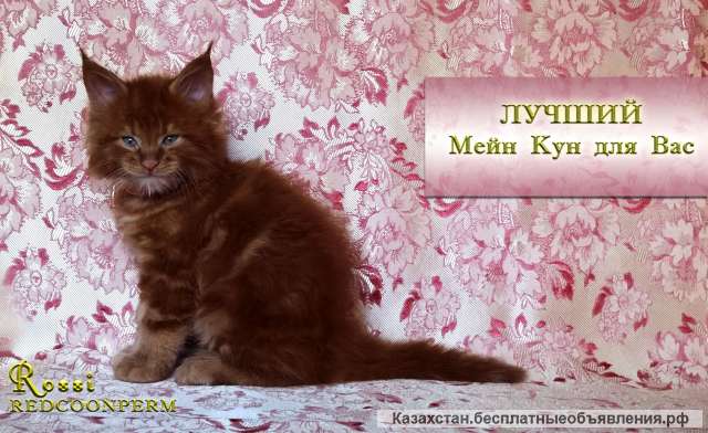 Котята мейн кун красный солид. Мальчики и девочки. Питомник