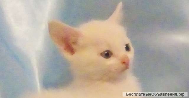 Белый котёнок