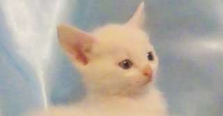 Белый котёнок