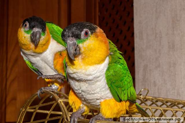 Каик черношапочный