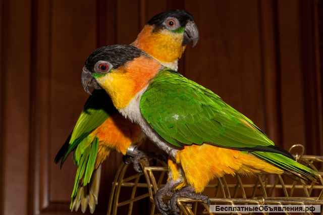 Каик черношапочный