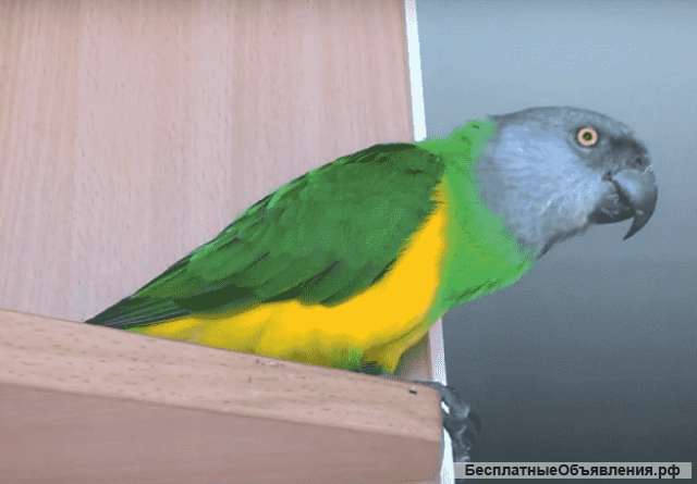 Сенегальский попугай