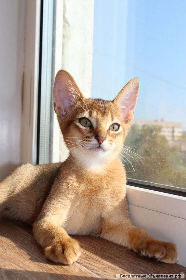 Абиссинские котята из питомника