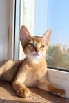 Абиссинские котята из питомника
