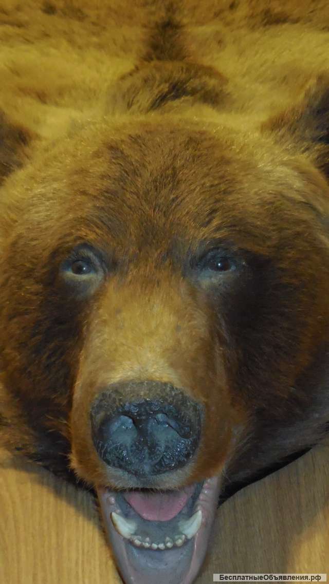 Ковёр из шкуры медведя