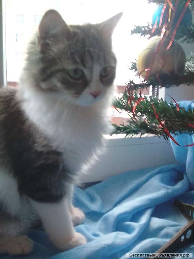 Котята ждут добрых усыновителей
