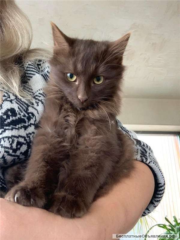 Шоколадные котята в добрые руки