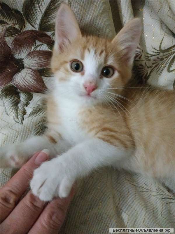 Котята даром в городе. Котёнок шустрик. Пять котят. Отдам даром котят. Котята даром в городе.