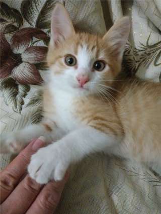 Котенок Шустрик в дар