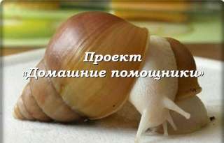 Улитки ахатины