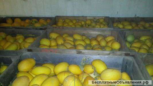 Дыни оптом по цене от производителя