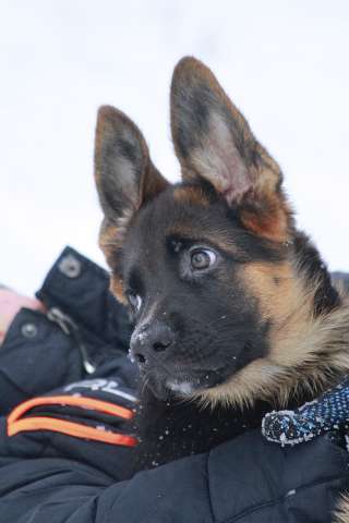 Немецкая овчарка щенок