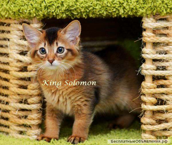 Кошка сомалийской породы