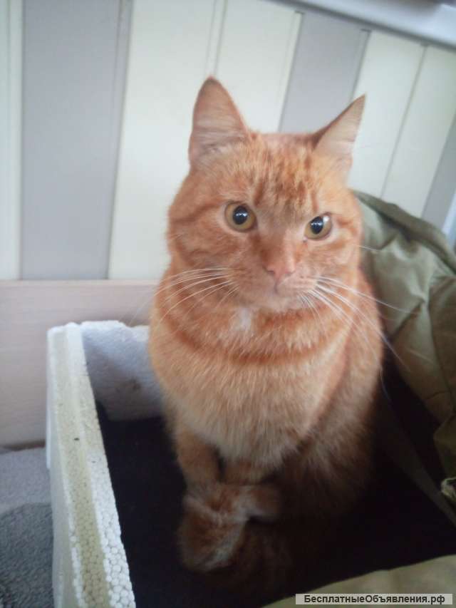 Рыжий кот Мотя