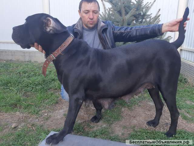 Щенки Кане Корсо