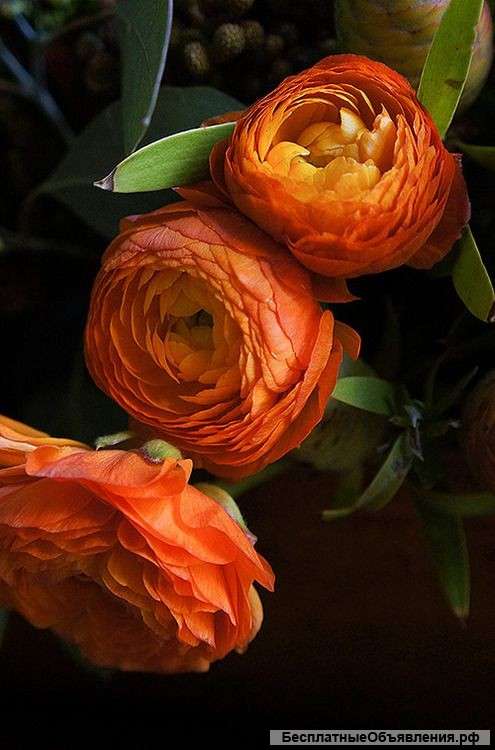 Ясновидящая Экстрасенс Помощь