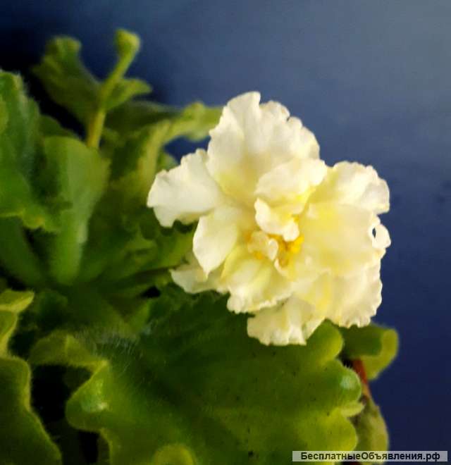 Фиалки сортовые