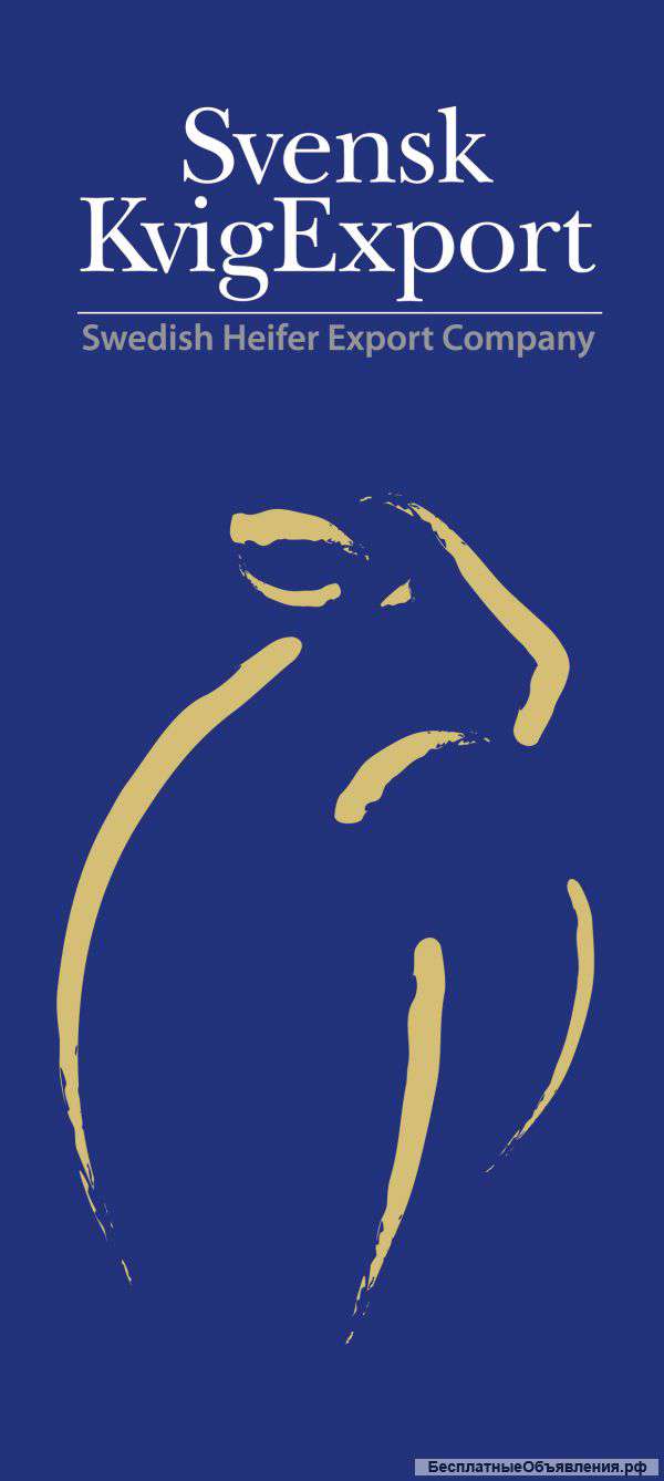 Племенной КРС/ нетели из Швеции