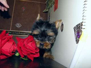 Йоркширский терьер мальчики