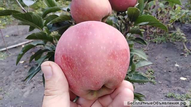 Яблоки калиброванные напрямую с дерева