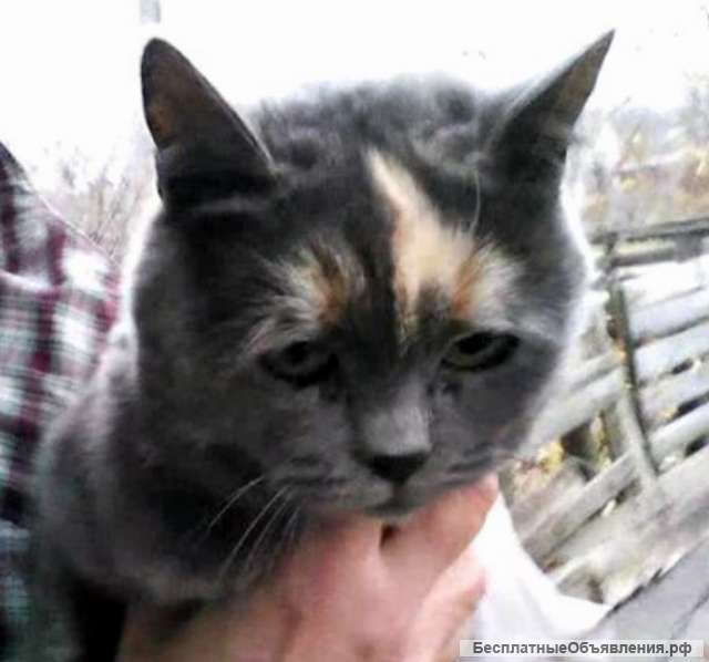 Плюшевая кошечка в добрые руки