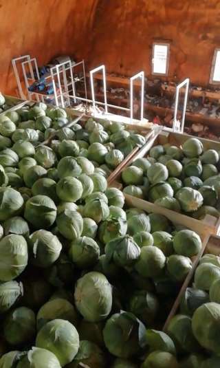 Капусту белокочанную сорт "Золтан"