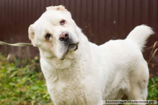 Алабай туркменский компаньон