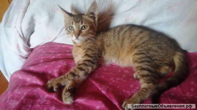 Трое замечательных котят в добрые руки