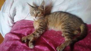 Трое замечательных котят в добрые руки