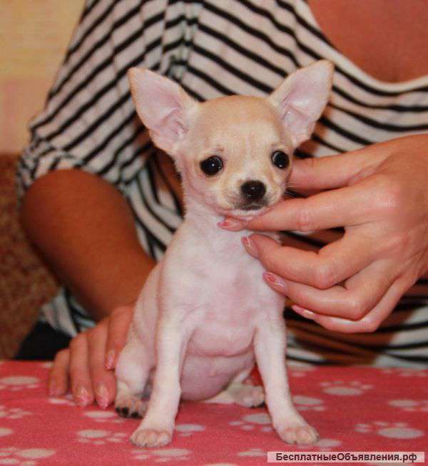 Щенков чихуахуа